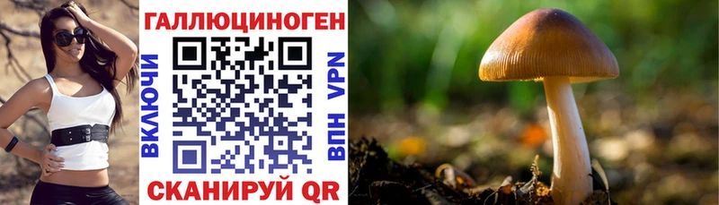 shop формула  Егорьевск  Псилоцибиновые грибы Psilocybine cubensis 